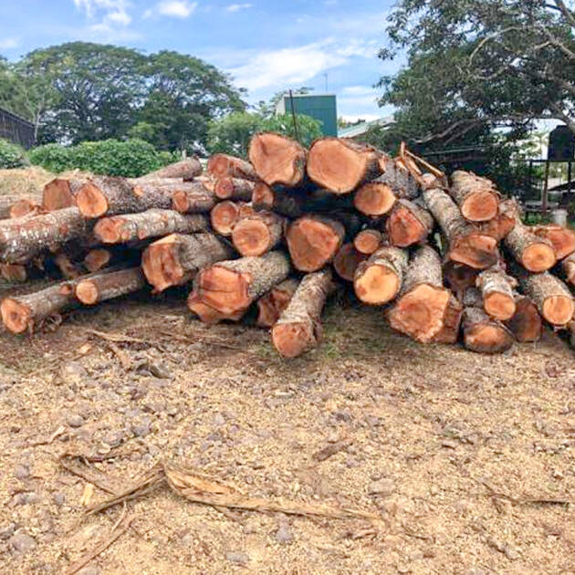 Artesones de Pochote